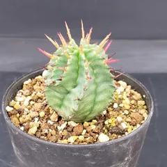 2026年最新】ゼブラホリダの人気アイテム - メルカリ