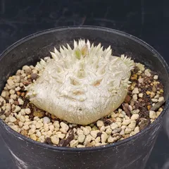 2026年最新】恵比寿笑い パキポディウムの人気アイテム - メルカリ