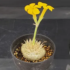 2026年最新】恵比寿笑い パキポディウムの人気アイテム - メルカリ