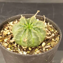 2026年最新】ユーフォルビア バリダの人気アイテム - メルカリ