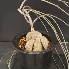 2026年最新】アデニアの人気アイテム - メルカリ