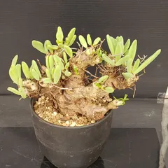 2026年最新】チレコドン 万物想の人気アイテム - メルカリ