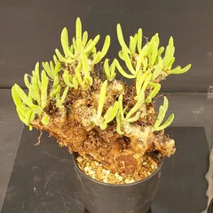 2026年最新】万物想の人気アイテム - メルカリ