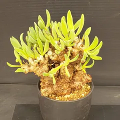 2026年最新】万物想の人気アイテム - メルカリ