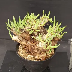 2026年最新】チレコドン 万物想の人気アイテム - メルカリ