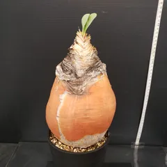 2026年最新】ハエマンソイデスの人気アイテム - メルカリ