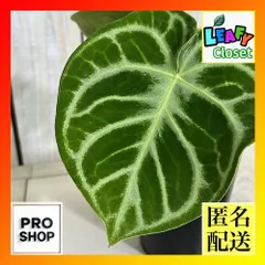 2026年最新】レアアンスリウムの人気アイテム - メルカリ