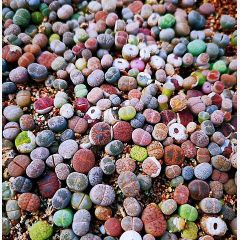 3可愛い15苗セットの1cm~リトープス 色の組み合わせ カラフル多肉植物