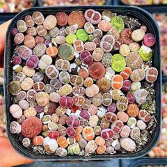 3可愛い15苗セットの1cm~リトープス 色の組み合わせ カラフル多肉植物