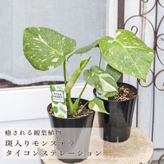 MS401 【訳あり】モンステラ・タイコンステレーション 斑入り 10株