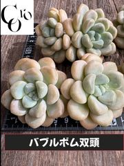 ☆多肉植物 ペガサス エケベリア 韓国苗☆ - メルカリ