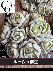 ☆多肉植物 フェアリークイーン エケベリア 韓国苗☆ - メルカリ