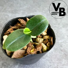 2026年最新】名護蘭の人気アイテム - メルカリ