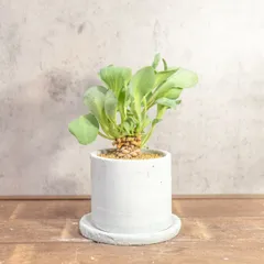 注文品【受け皿×3】