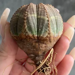 2026年最新】オベサ ユーフォルビアの人気アイテム - メルカリ