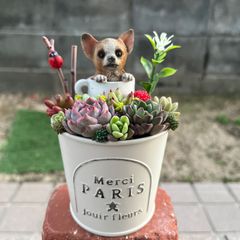 ♡そのまま飾れる♡クリスマスの多肉植物寄せ植え