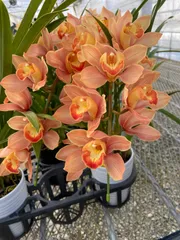 2026年最新】鉢花 シンビジュームの人気アイテム - メルカリ