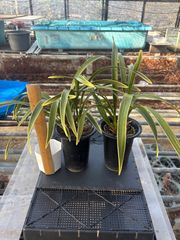 キンリョウヘン原種 2鉢セット 花芽計7 - メルカリ