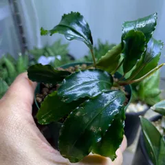 2026年最新】ブセファランドラ ブラックの人気アイテム - メルカリ