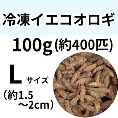 冷凍コオロギ Lサイズ 500g 爬虫類 両生類 小動物 アロワナ フトアゴ等