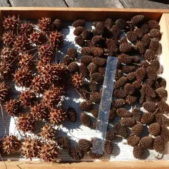 ヤシャブシの実　100個　＆　モミジバフウ　30個