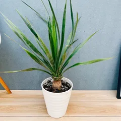 2026年最新】ドラセナドラコの人気アイテム - メルカリ