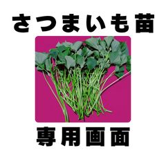 さつまいも苗 サツマイモ苗 あまはづき 50本 ウィルスフリー苗 特価