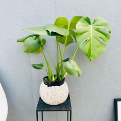 根上がり モンステラ 天然苔仕立て 陶器鉢 植え込み発送 - メルカリ