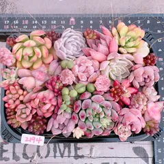 SALE‼️多肉植物寄せ植えset♡2194