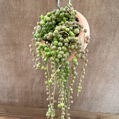 【サンプル】パルムポット グリーンネックレス Senecio rowleyanus セネシオ属 グリーンネックレス ミドリノスズ キク科  観葉植物 観葉 植物  ハンギング 吊り下げ 吊るす インテリア プレゼント おしゃれ かわいい  グリーン