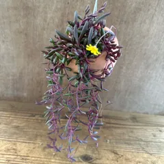 パルムポット オトンナ ルビーネックレス Othonna capensis 現品 セネシオ属 オリジナル パルムポット セネキオ ルビーネックレス 観葉植物 観葉 植物 ハンギング 吊り下げ 吊るす インテリア プレゼント おしゃれ かわいい グリーン