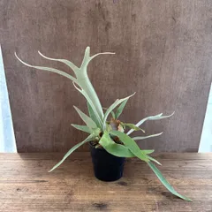 コウモリラン ベイチー 群生 ① BPPポット 現品  Platycerium veitchii ビカクシダ 麋角羊歯 ビーチー ビッチー ヴィーチー 観葉植物 観葉 植物 珍奇植物 珍奇 珍しい ハンギングもおすすめ インテリア プレゼント おしゃれ