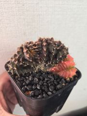 ユーフォルビア スーパーブラックバリダ 雄雌セット 木質化 - メルカリ
