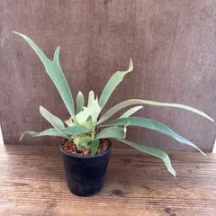 コウモリラン ベイチー 群生 ② BPPポット 現品  Platycerium veitchii ビカクシダ 麋角羊歯 ビーチー ビッチー ヴィーチー 観葉植物 観葉 植物 珍奇植物 珍奇 珍しい ハンギングもおすすめ インテリア プレゼント おしゃれ