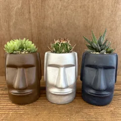 ★リメイク鉢★ モアイ3兄弟！！ 3種類 ハオルチア松の雪・サボテン縮玉・ハオルチア不明種 現品 観葉植物 観葉 植物 珍奇植物 珍奇 珍しい レア 希少 多肉植物 多肉 カクタス インテリア プレゼント おもしろい 可愛い