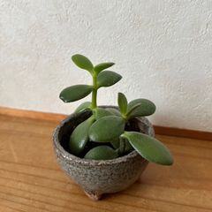 多肉植物 七福神⑤ 子株付き 抜き苗 - メルカリ