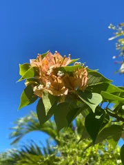 2026年最新】ブーゲンビレア苗木の人気アイテム - メルカリ