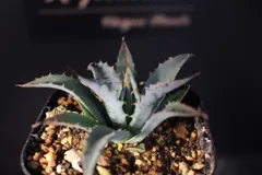 2026年最新】アガベ ネバデンシスの人気アイテム - メルカリ