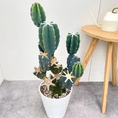 2026年最新】サボテン 大型の人気アイテム - メルカリ