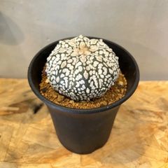 特大】キフォステンマ モンタグナッキー 現地球 - メルカリ