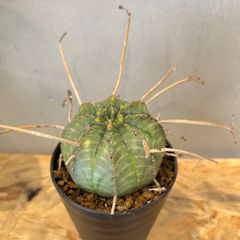 特大】キフォステンマ モンタグナッキー 現地球 - メルカリ