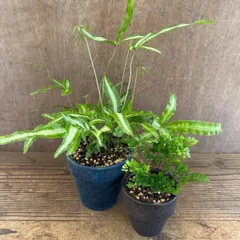 【リメイク鉢】シダ 2種セット (プテリス アルボリネアーダ、アジアンタム リサ)   イノモトソウ科 シダ植物 シダ 観葉植物 観葉 植物  インテリア プレゼント  涼しげな植物