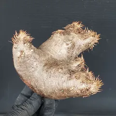 2026年最新】ホロンベンセ 現地球の人気アイテム - メルカリ