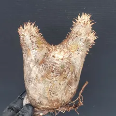 2026年最新】ホロンベンセ 現地球の人気アイテム - メルカリ