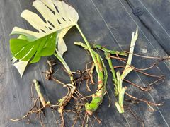 モンステラデリシオーサバルバソウルMonstera Bulbasaur - メルカリ