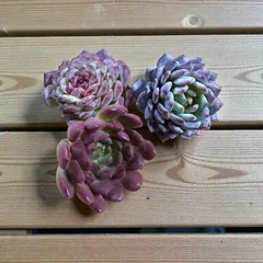 🌸多肉植物　3点セット🌸