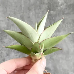 2026年最新】サンスベリア 希少の人気アイテム - メルカリ