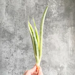 2026年最新】サンスベリア斑入りの人気アイテム - メルカリ