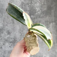 2026年最新】サンスベリア 希少の人気アイテム - メルカリ