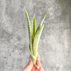 2026年最新】サンスベリア 希少の人気アイテム - メルカリ